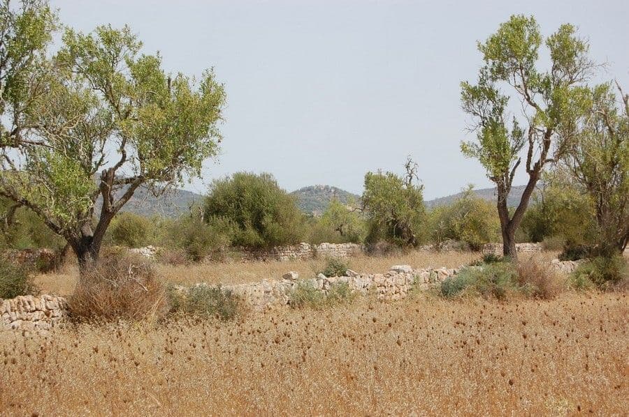 Landgrundstück ausserhalb von Santanyí – foto 4