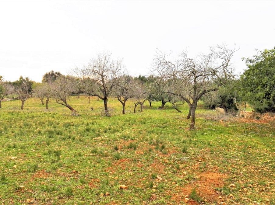 Bonito terreno entre Alqueria Blanca y Porto Petro – foto 5