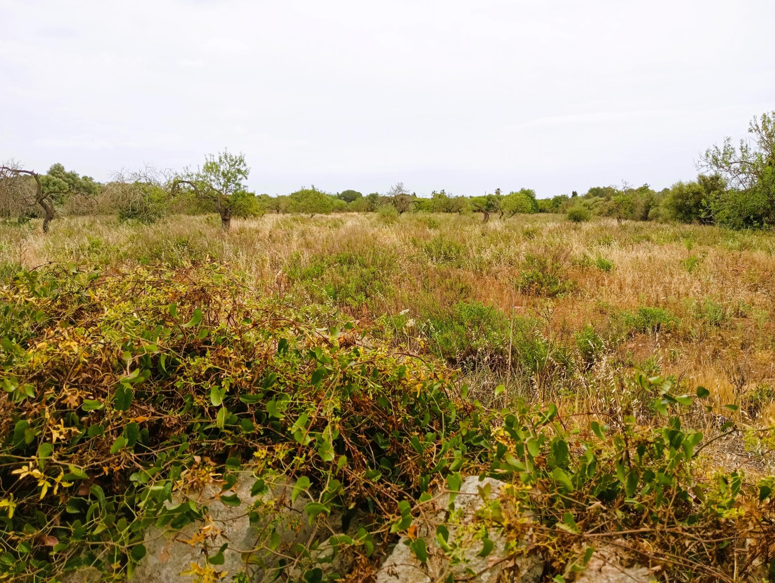 Terrain d’environ 41.000m2 – foto 2