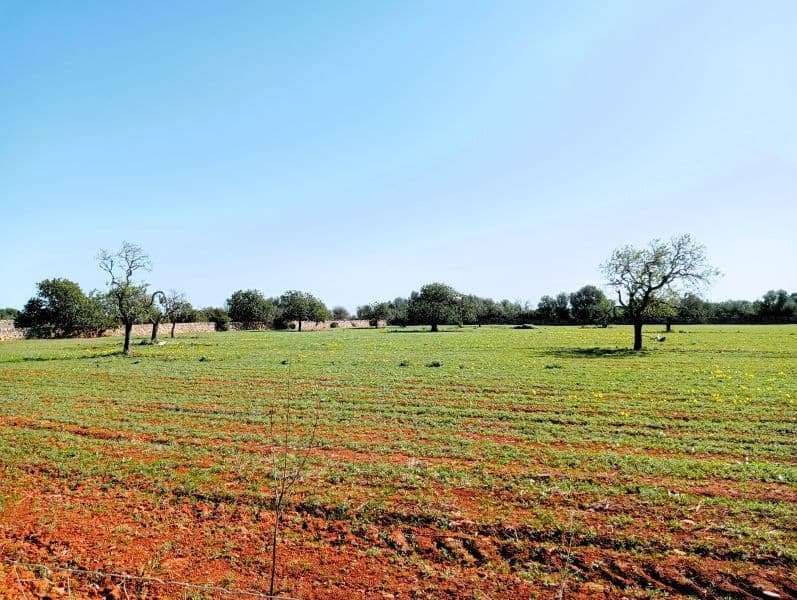 Terreno cerca de Santanyi