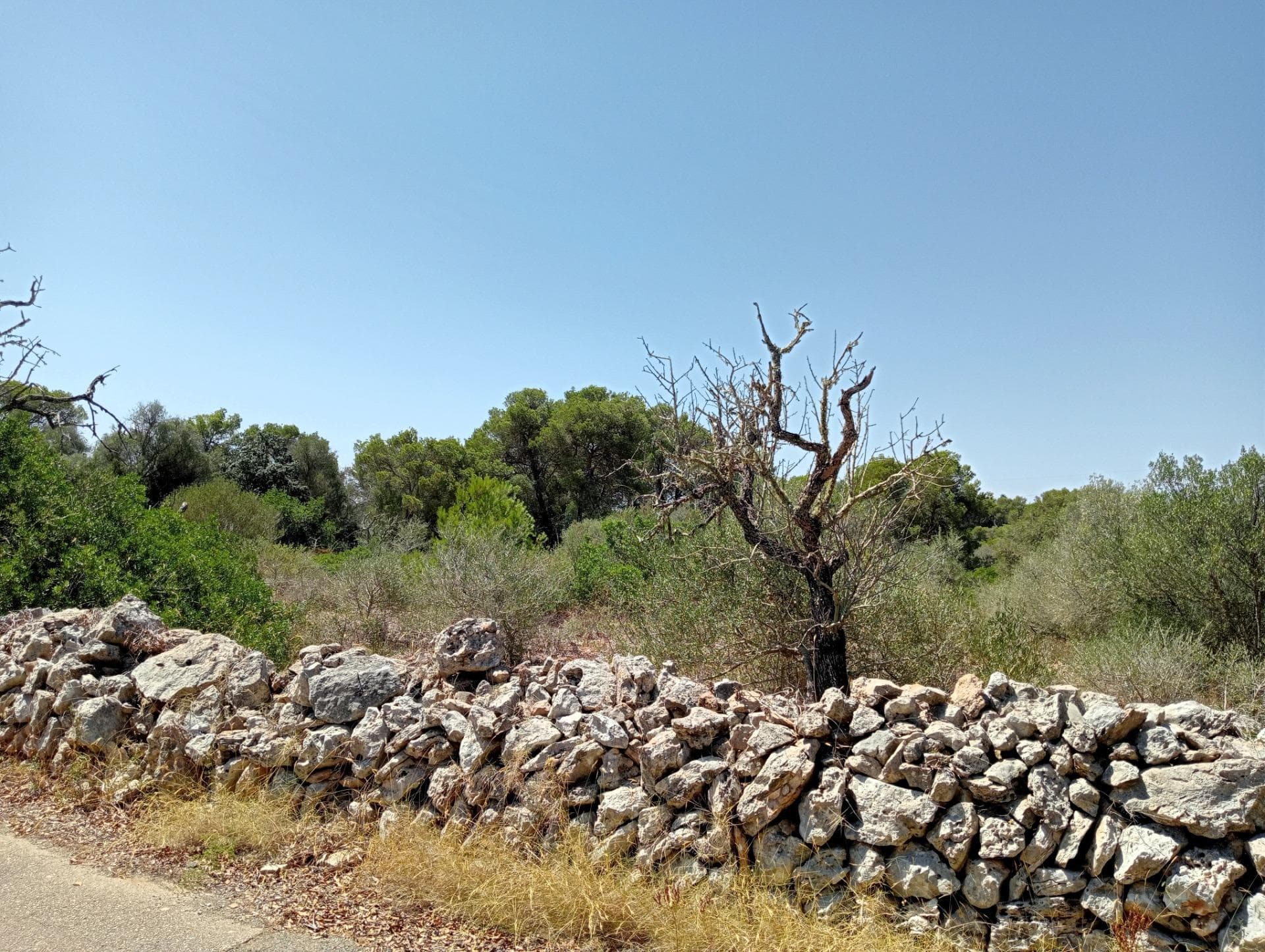 Opportunité Unique : Terrain avec Projet à S'Alqueria Blanca – foto 4