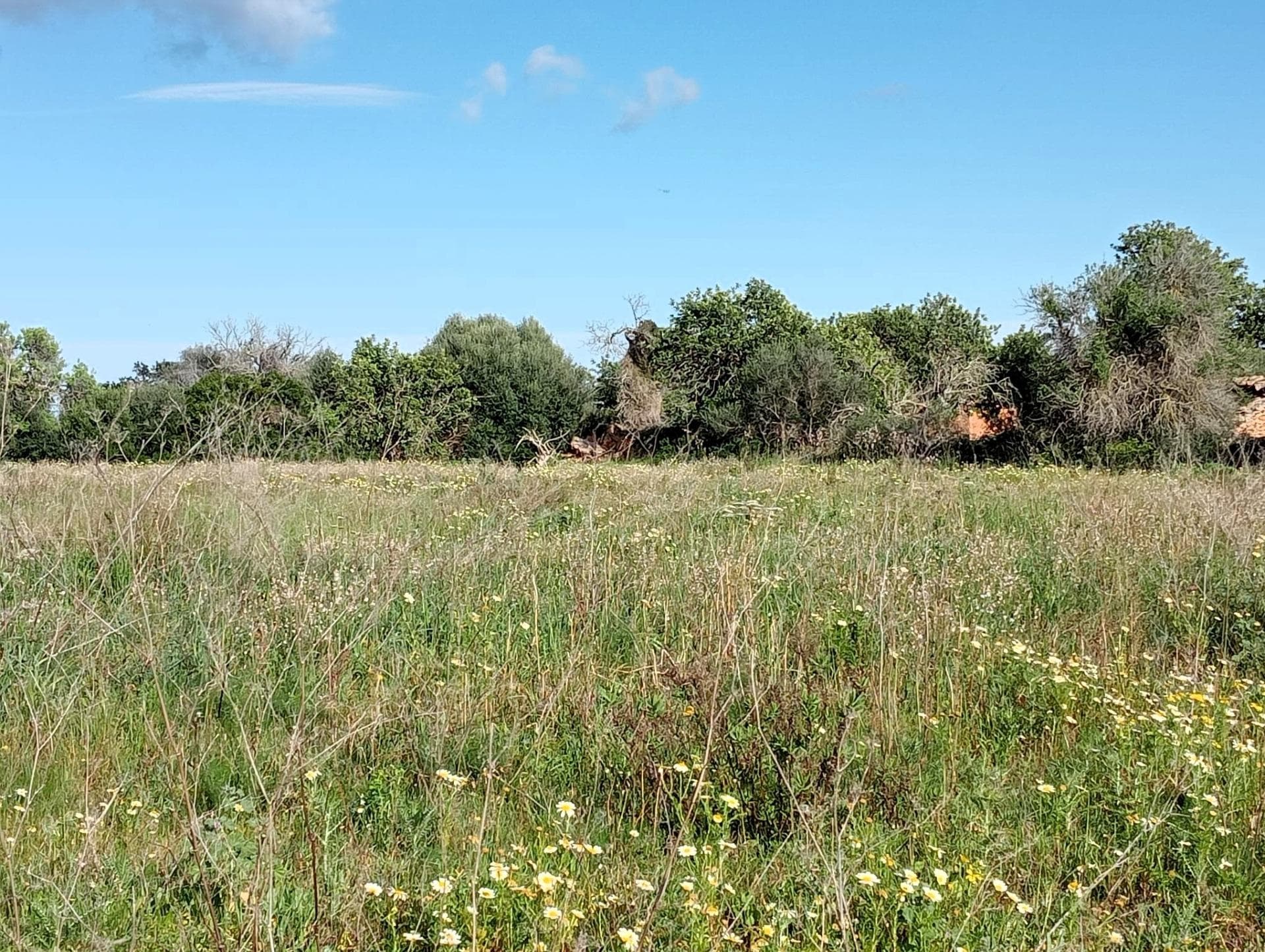 Domaine Exclusif de 20 000 m² avec Vue sur la Mer : Nature, Tradition et Connectivité entre Calonge et Cala d’Or (Santanyí). – foto 5